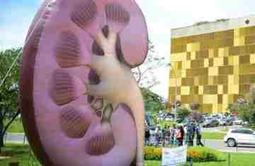  Dia Mundial do Rim: doenças renais são silenciosas e exigem atenção 